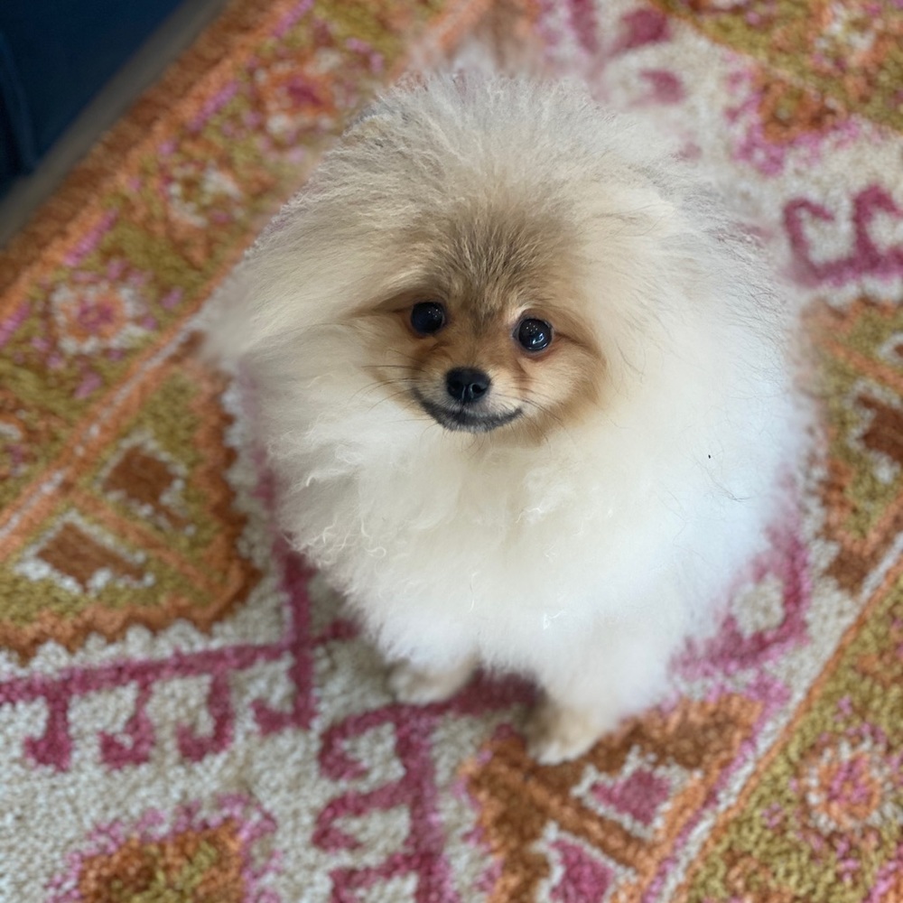 Meet your Posher, Melissa